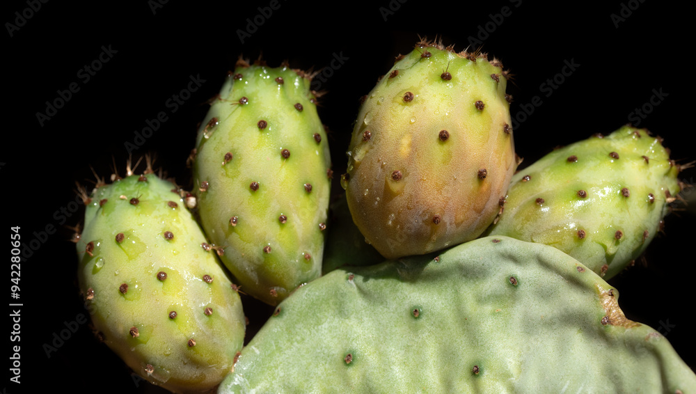 Close-up of the fruits of the prickly pear still hanging on the plant. The fruits are wet from water. The background is dark. Close-up of the fruits of the prickly pear still hanging on the plant. The fruits are wet from water. The background is dark.