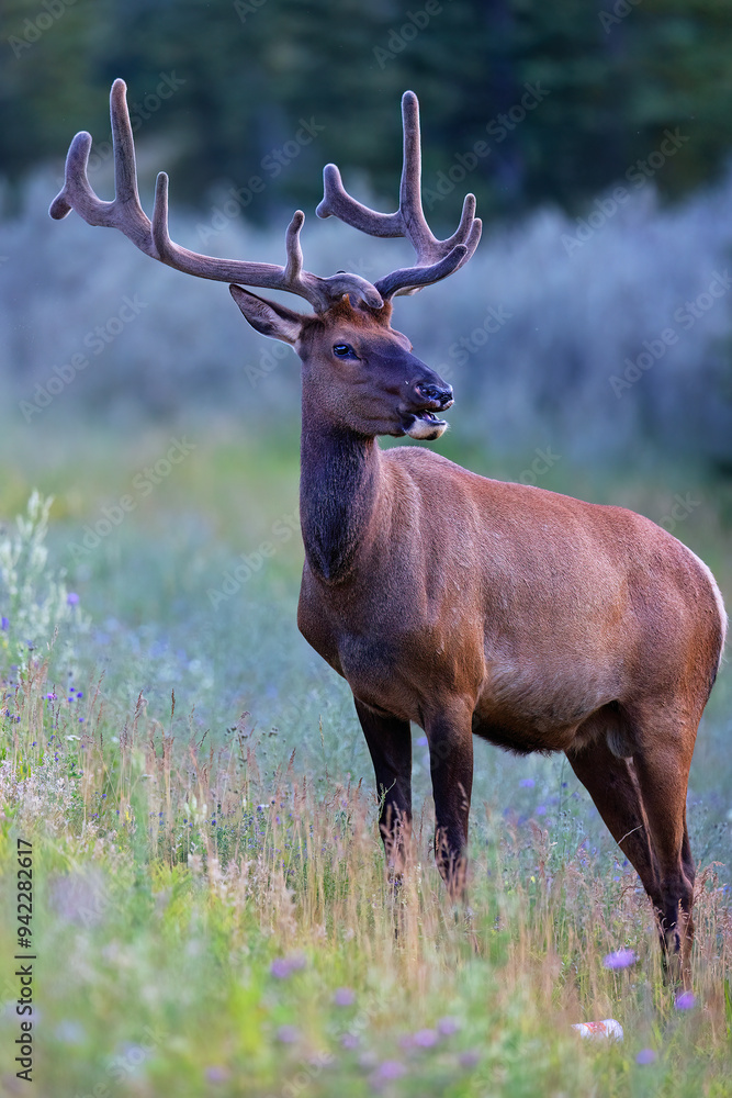 Elk in Jasper National Park in Alberta Canada in a field of wildflowers Elk in Jasper National Park in Alberta Canada in a field of wildflowers