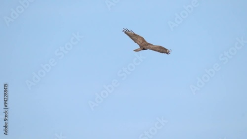 A large bird of prey soars in the sky in search of prey. The common buzzard (Buteo buteo) is a medium-to-large bird of prey which has a large range. Slow motion (120 fps).