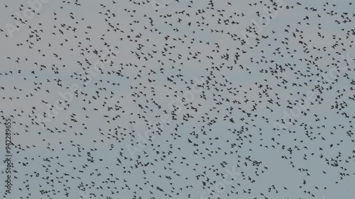 Spectacular sight: a large flock of birds circling in the sky. Murmuration is the flocking of starlings, including the swarm behaviour of their large flight formations. 