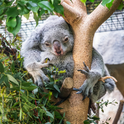 Koala cradling her baby in a tree in the zoo