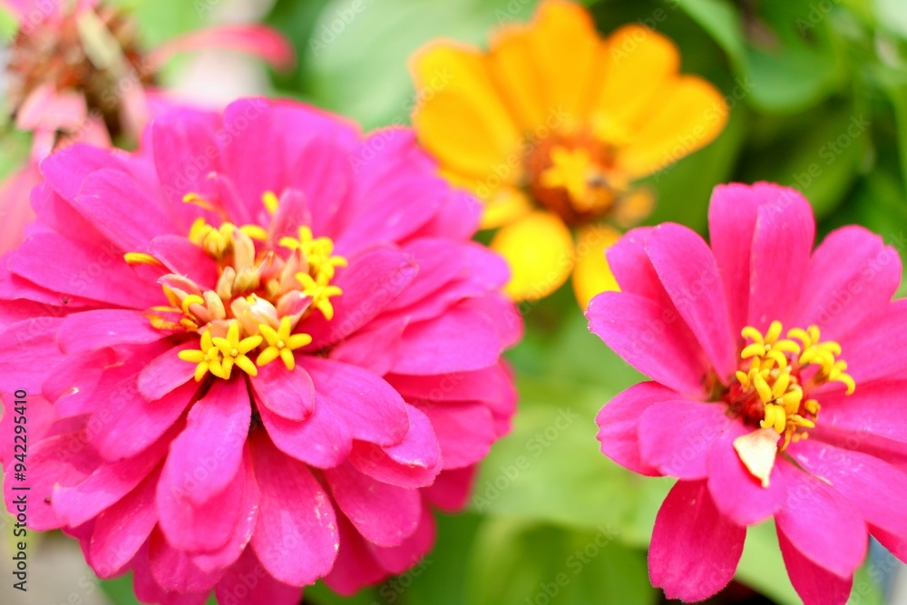 Pink Zinnia flowers in a garden Pink Zinnia flowers in a garden