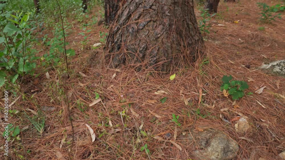 Close up of a Large Tree Trunk with details
Close up of a Large Tree Trunk with details