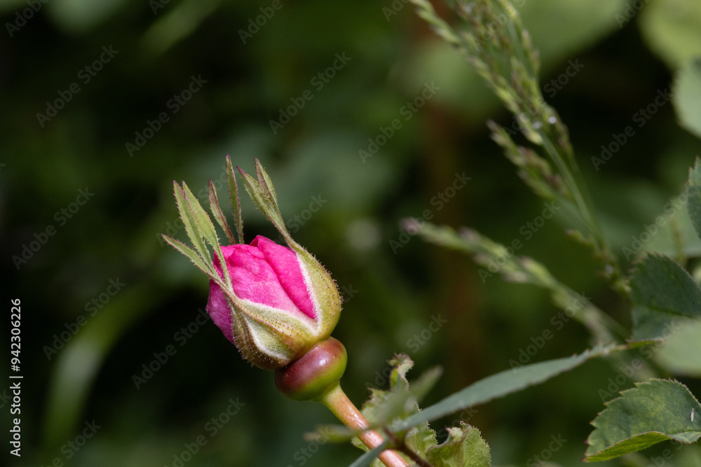 close up of a Nootka rose about to blossom close up of a Nootka rose about to blossom