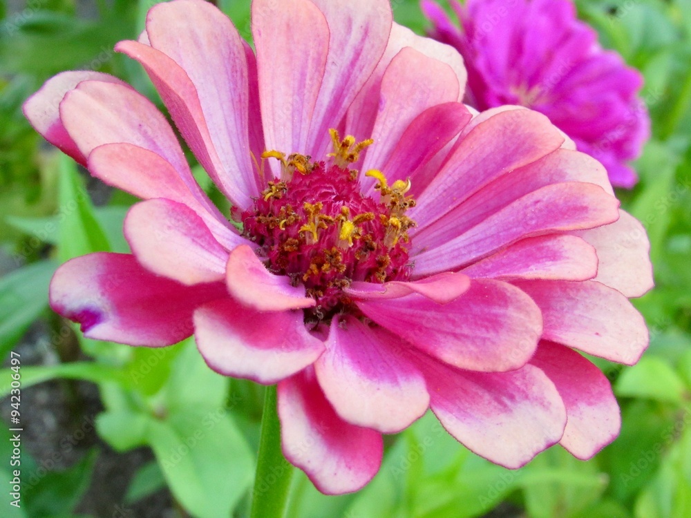 close up of pink flower close up of pink flower