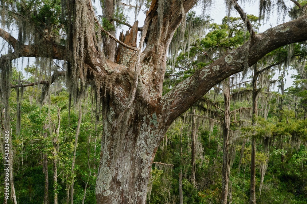 Large old tree in the swamp in Jean Lafitte National Historical Park and Preserve, New Orleans, Louisiana, United States of America. Large old tree in the swamp in Jean Lafitte National Historical Park and Preserve, New Orleans, Louisiana, United States of America.