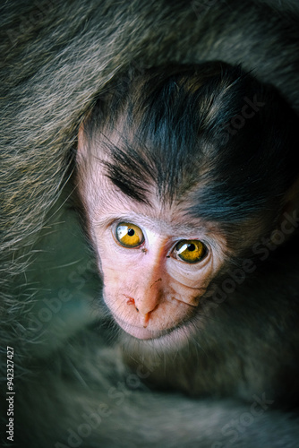 close up of a baby monkey