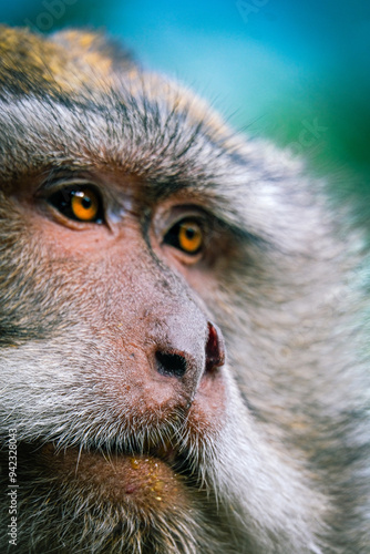 close up of a baboon