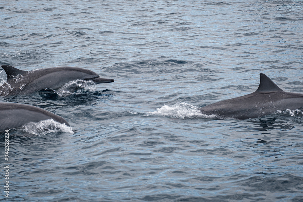 Fototapeta premium dolphin in the water