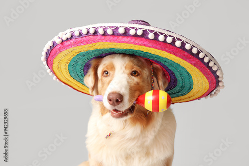 Funny dog in sombrero hat a...