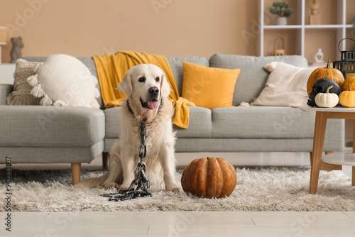 Golden retriever dog in hal...