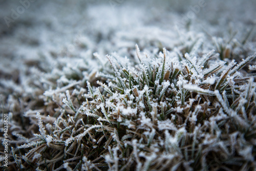 Detalle de la hierva congelada con restos de nieve