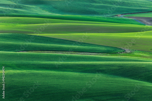 Elevated view of undulating wheat crop, Palouse region of eastern Washington State. photo