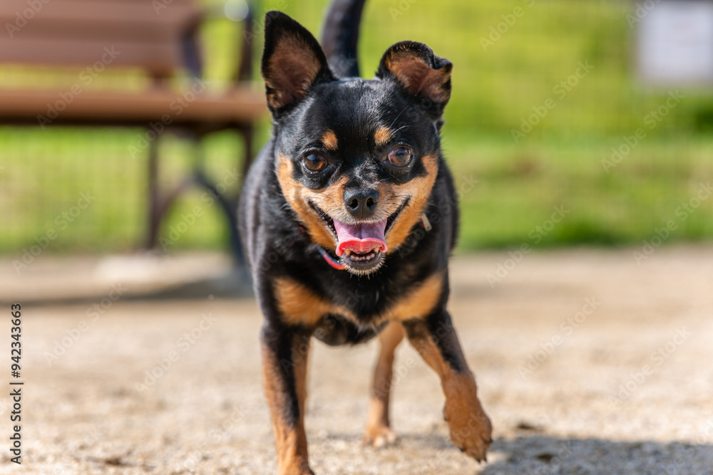 ドッグランの犬 ドッグランの犬
