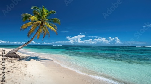 A coconut palm tree on a tropical beach, with the bright blue ocean stretching out to the horizon.