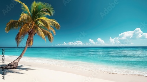 A coconut palm tree on a tropical beach, with the bright blue ocean stretching out to the horizon.