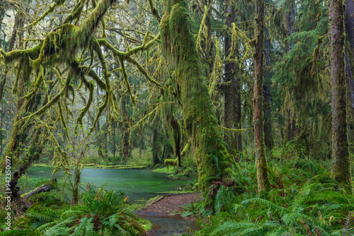 Mossy lush forest along the Maple Glade Trail in the Quinault Rainforest in Olympic National Park, Washington State, USA