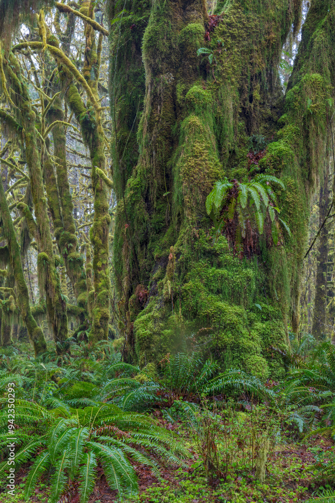 Mossy lush forest along the Maple Glade Trail in the Quinault Rainforest in Olympic National Park, Washington State, USA Mossy lush forest along the Maple Glade Trail in the Quinault Rainforest in Olympic National Park, Washington State, USA