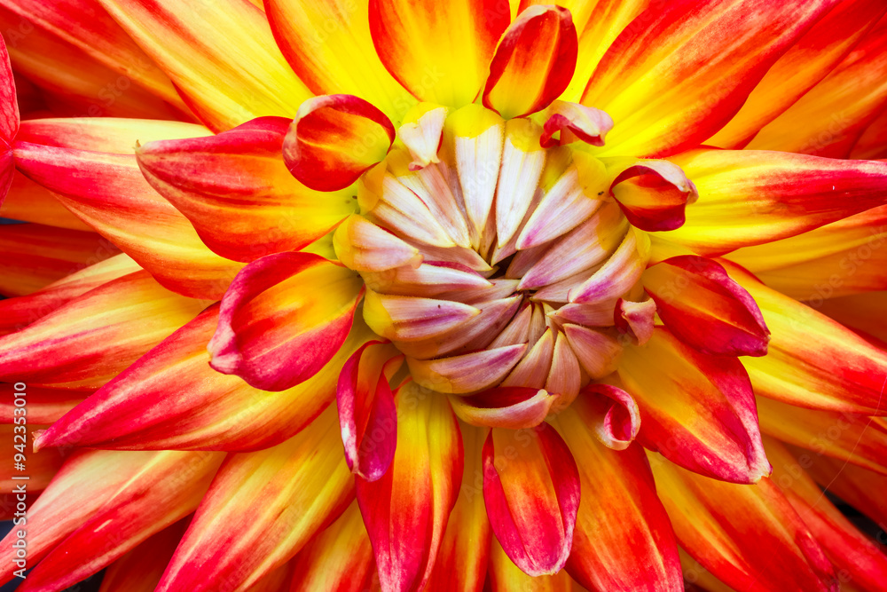 USA, Washington State, Sammamish. Close-up flowering dahlia USA, Washington State, Sammamish. Close-up flowering dahlia