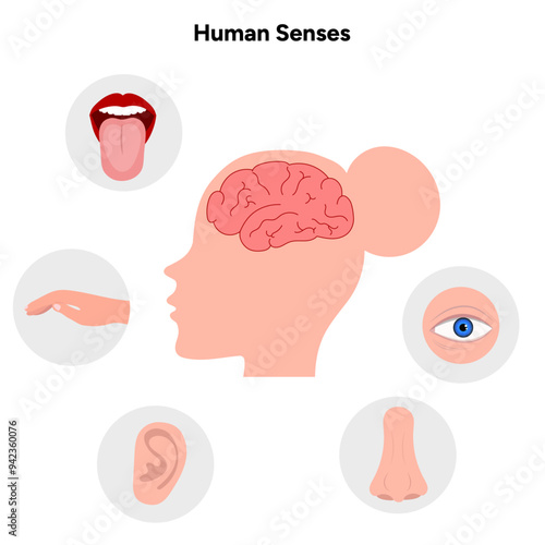 Five Senses With Human Organs Medical illustration