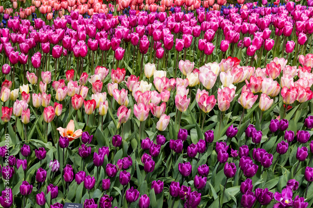 USA, Washington State, Mt. Vernon. Springtime display tulip garden Roozengaarde USA, Washington State, Mt. Vernon. Springtime display tulip garden Roozengaarde