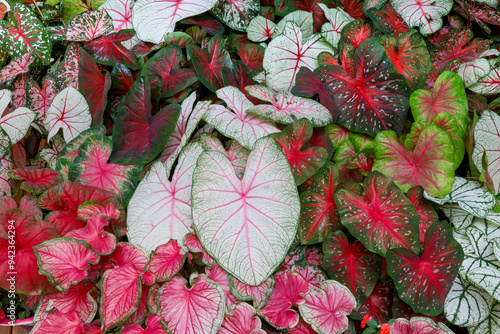 USA, Washington State, Sammamish. Tropical caladium leafed plants on deck in mass plantings photo