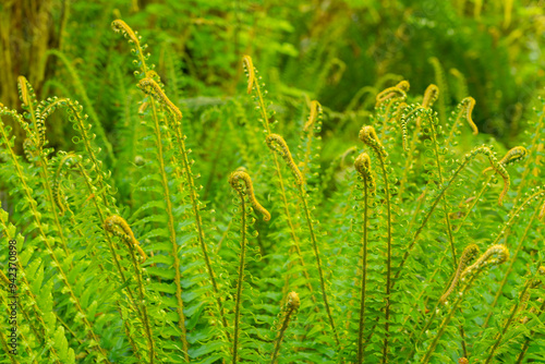 USA, Washington State, Olympic National Park, Hoh Rainforest. Patch of ferns abound with new growth.