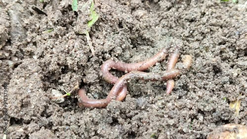 two Earthworms (Lumbricina) are entering the soil photo