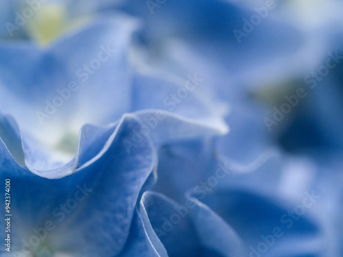 USA, Washington State, Auburn. Close-up macro of a blue hydrangea flower petals.