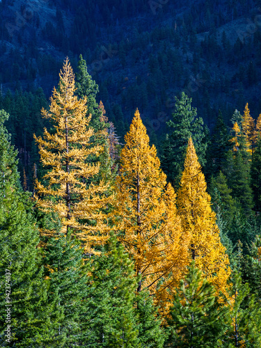 USA, Washington State, Kittitas County. Western Larch Trees in Autumn at Blewitt Pass in the Okanogan-Wenatchee National Forest. photo