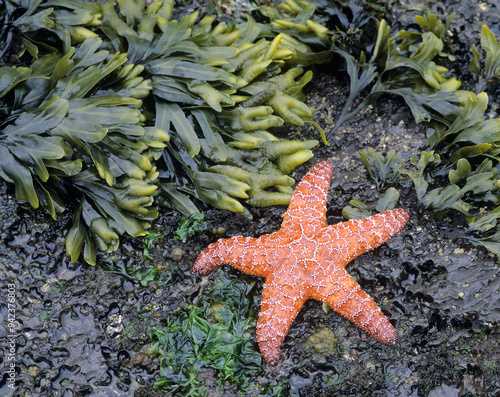 WA, Olympic National Park, Rialto Beach, Ochre Sea Star (Large format sizes available) photo