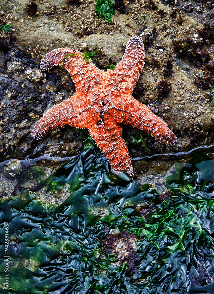 Olympic National Park, USA, Second Beach, Ochre Sea Star and seaweed. Olympic National Park, USA, Second Beach, Ochre Sea Star and seaweed.