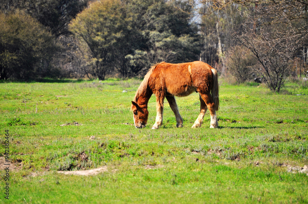 Obraz premium Beautiful young horse grazing in the field