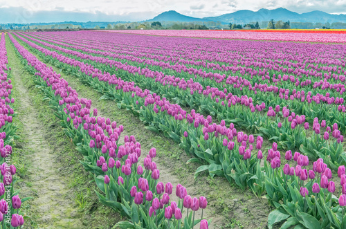 USA, Washington State, Skagit Valley. Tulip fields photo