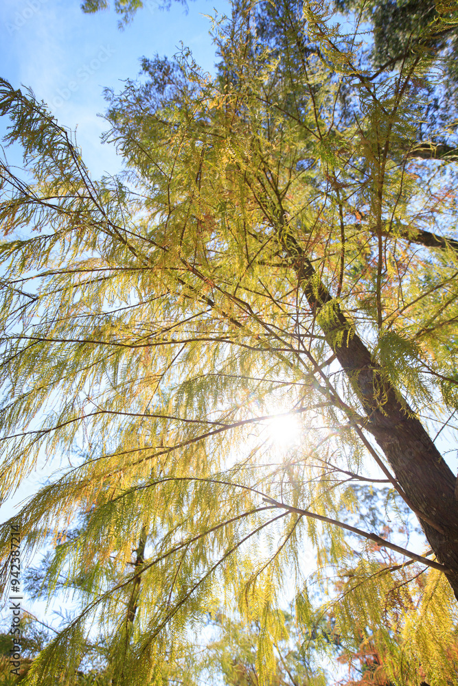 Obraz premium Sun-Kissed Canopy: A Golden Autumnal Tapestry
