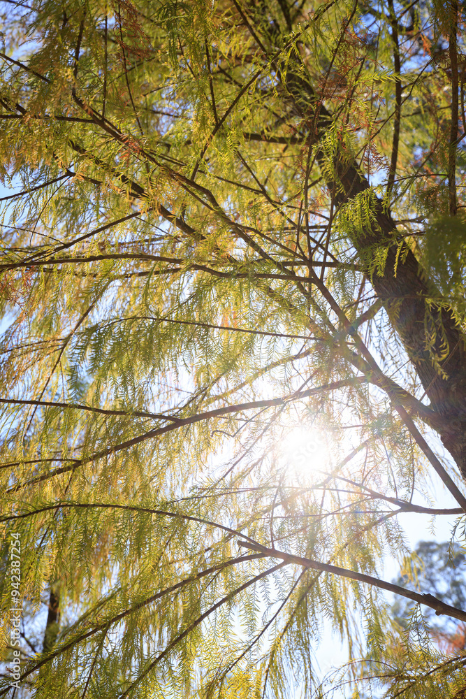 Obraz premium Sun-Kissed Canopy: A Golden Autumnal Tapestry