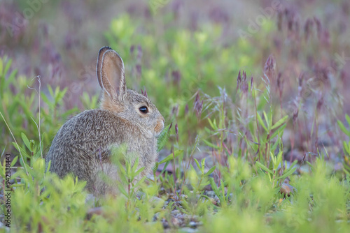 USA, Wyoming, Lincoln County, young cottontail rabbit sits amongst grasses. photo