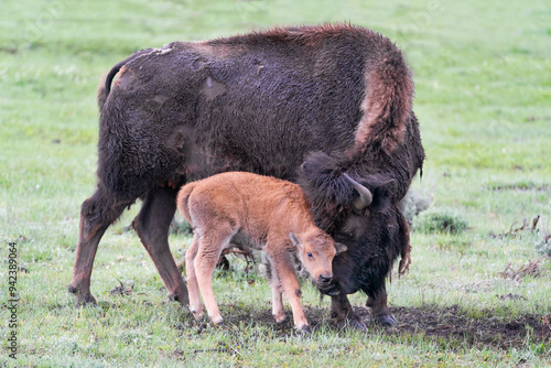 Yellowstone National Park, Lamar Valley. American bison calf stays close to its mother. photo