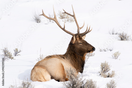 USA, Wyoming, Yellowstone National Park. A bull elk rests in the snow with his antlers still intact for now. photo