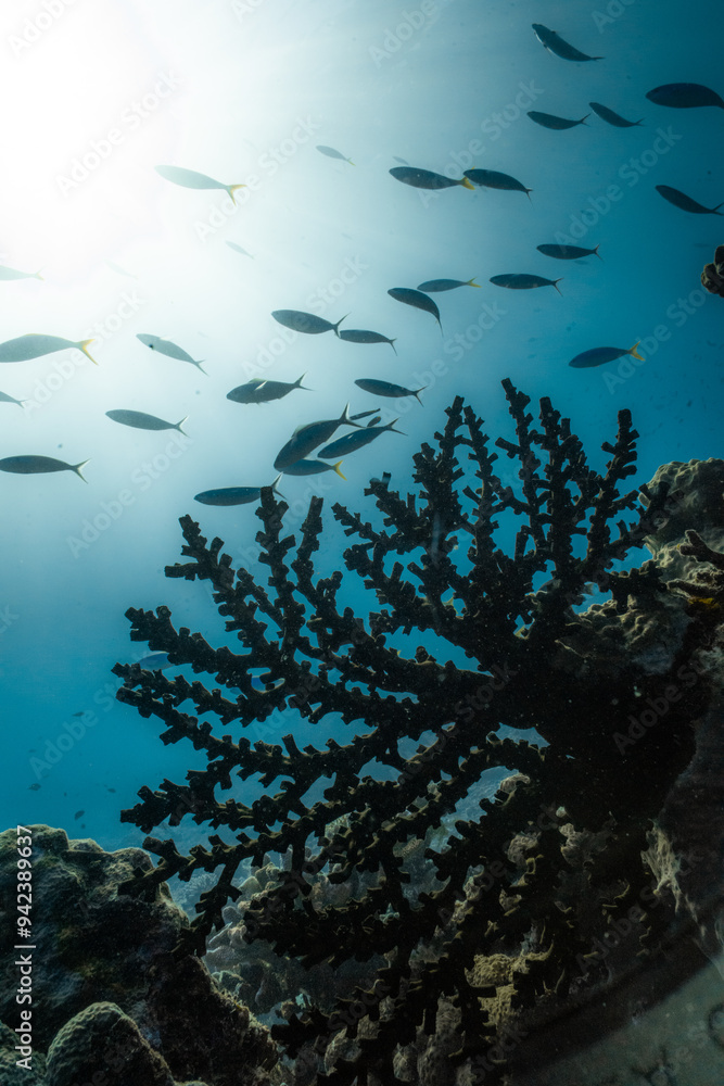 Fototapeta premium Coral Reef Underwater Scene