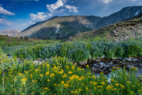 Arnica and bluebell wildflowers next to creek, Absaroka Mountains near Cody and Meeteetse, Wyoming, USA. photo