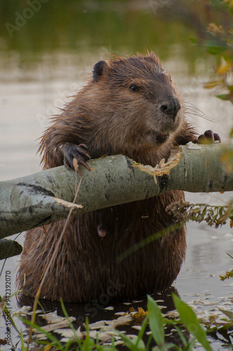 Usa, Wyoming, Grand Teton National Park. North American Beaver (Castor canadensis) gnawing through an aspen on a pond shore.