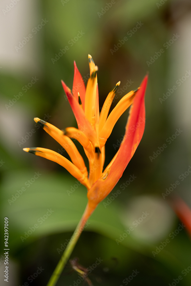 Tropical Orange Parrot Heliconia flower closeup Tropical Orange Parrot Heliconia flower closeup