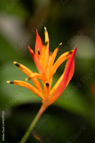 Tropical Orange Parrot Heliconia flower closeup