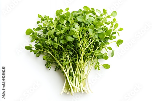 A bunch of fresh green watercress with vibrant leaves and stems.