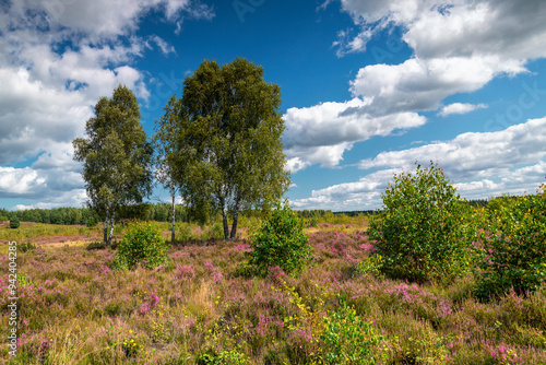 Heath with blooming inflorescence, near the town of Borne - Sulinowo, Poland photo