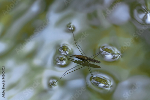 Wallpaper Mural Gerris lacustris, commonly known as the common pond skater, nature	 Torontodigital.ca