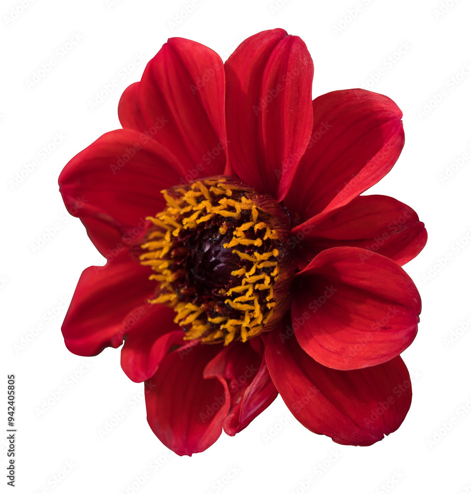 Fototapeta premium red dahlia flower isolated on white