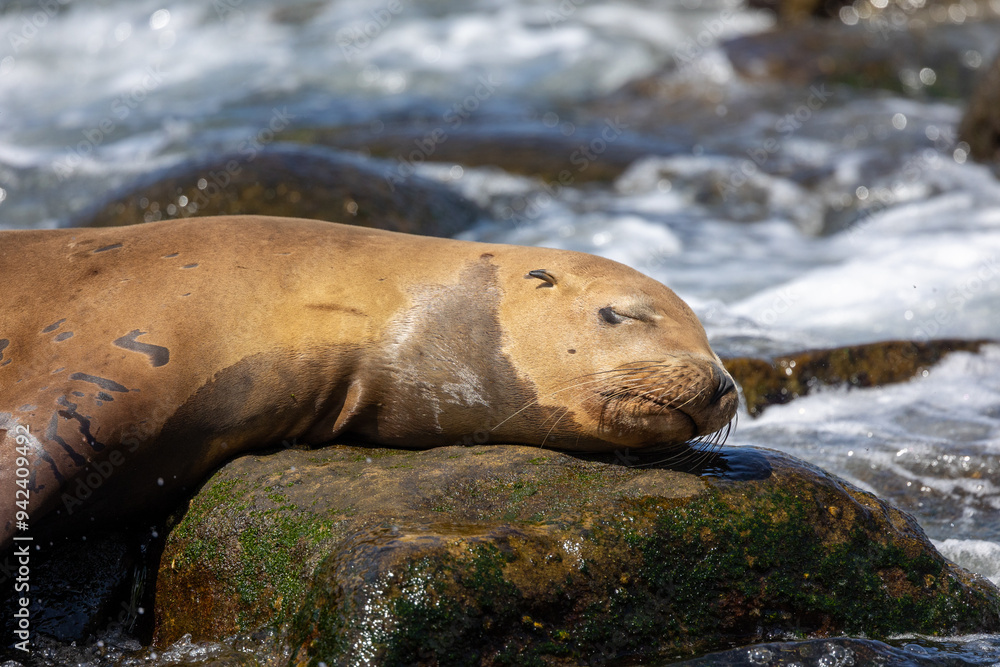 Naklejka premium California sea lion sleeping on a rock