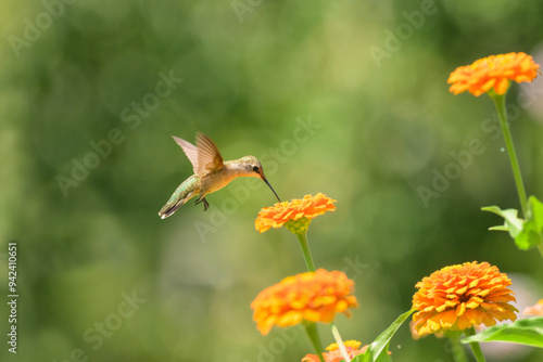 Tiny Ruby-throated Hummingbird hovering and getting nectar from an orange Zinnia flower in bright, sunny, summer garden photo